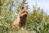 CAIRN TERRIER 125